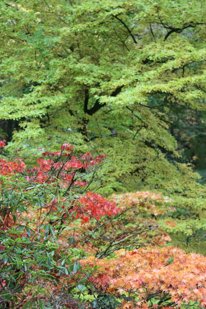 istock Acers in a woodland in autumn fall colors 1768422530