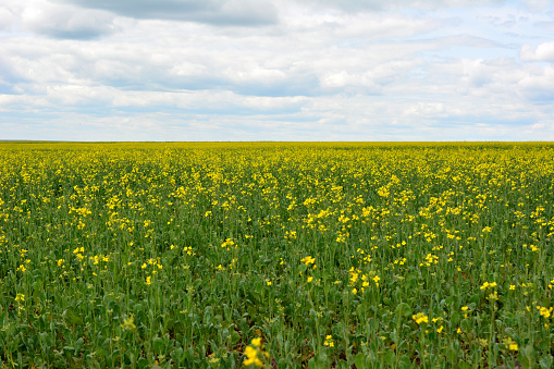 yellow flowers of rapeseed field with cloudy sky copy space