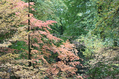 Acers in a woodland in autumn fall colors