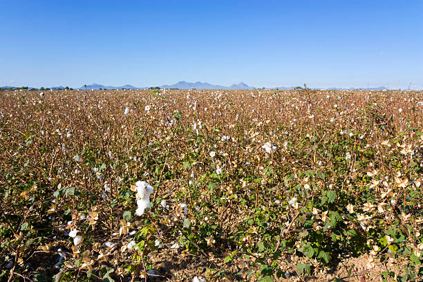 istock Autumn Cotton Field 176842391