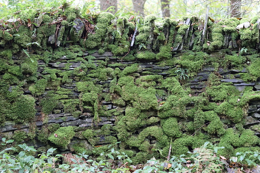 Old dry stone wall covered in thick green moss
