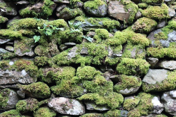 istock Old dry stone wall covered in thick green moss 1768427102