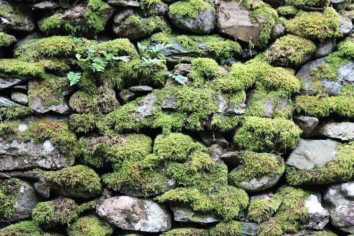 Old dry stone wall covered in thick green moss