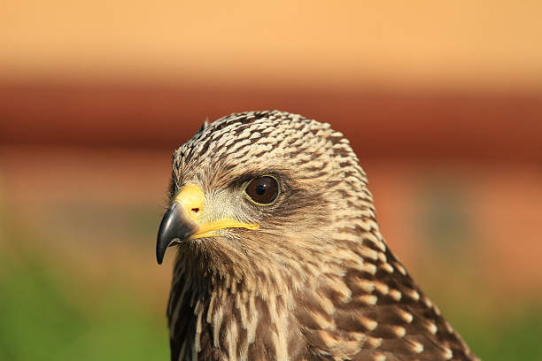 Yellow Billed Kite stock photo