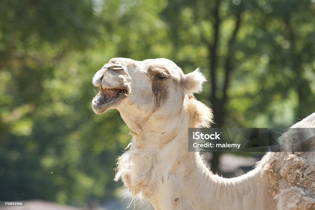 Porträt von einem Kamel - Lizenzfrei Abenteuer Stock-Foto