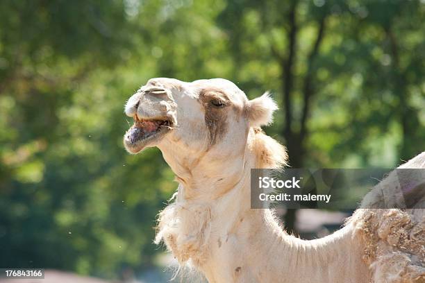 Porträt Von Einem Kamel Stockfoto und mehr Bilder von Abenteuer - Abenteuer, Afrika, Arabien