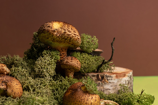 Natural creative concept with autumn mushrooms and moss. creative copy space. Bark, moss, mushrooms. Selective focus