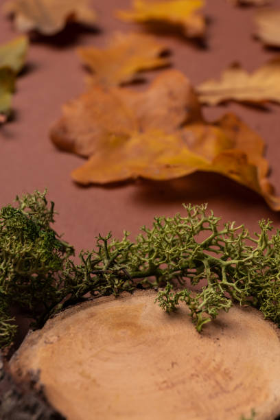 istock stump on a brown background with autumn leaves and green moss. empty stump 1768433147