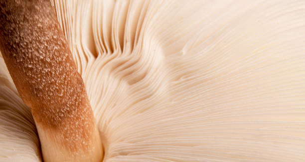 mushroom gills close up. Mushroom cap, selective focus