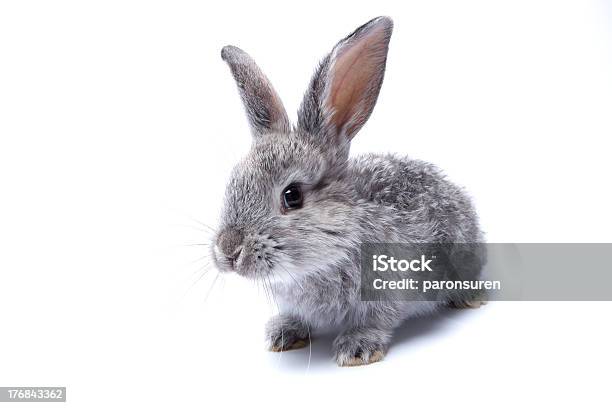 Gray Conejito Sobre Un Fondo Blanco Foto de stock y más banco de imágenes de Conejo - Animal - Conejo - Animal, Monada, Almohadillas - Pata de animal