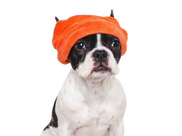 istock Cute puppy and a red knitted hat 1768434884
