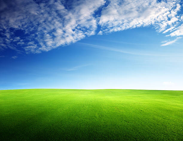 istock field of grass in sunset time 176843505