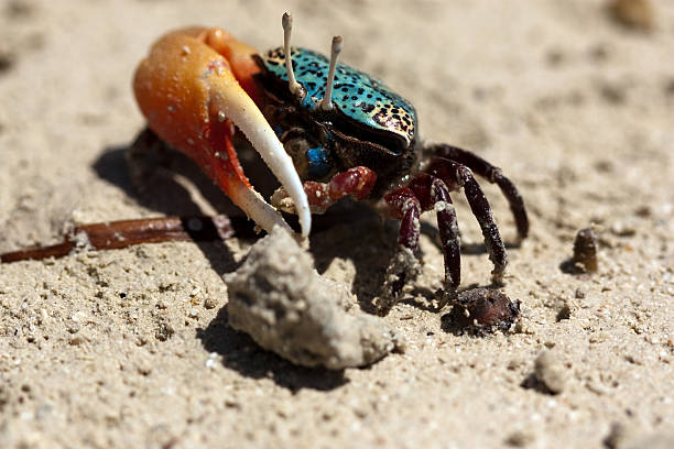 Colorful Crab Looking for Food stock photo