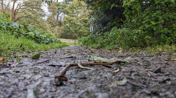 Autumn stock photo