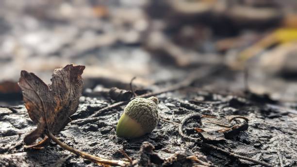 Autumn stock photo