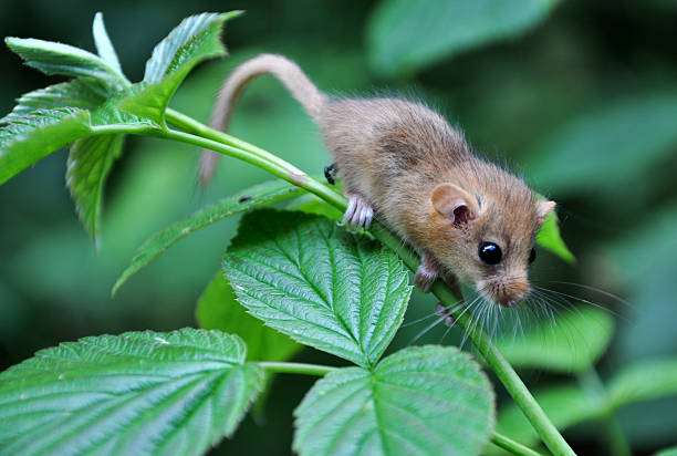 hazel haselmaus - haselmaus stock-fotos und bilder