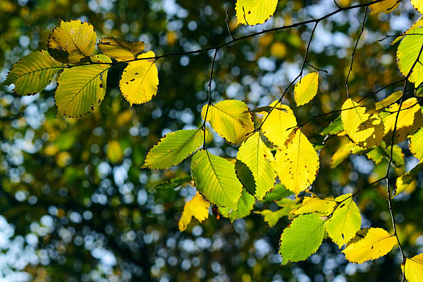 istock Autumn, colorful leaves 176844115