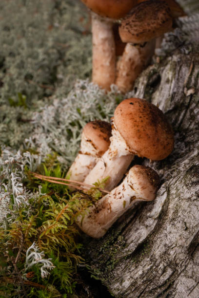 istock Honey mushrooms grow on a stump, next to the moss 1768442029