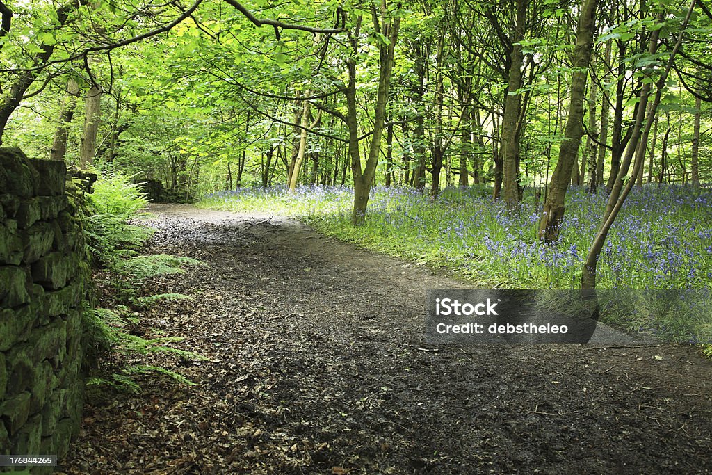 Bluebells im Wald - Lizenzfrei April Stock-Foto
