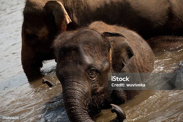 Photo libre de droit de Éléphant De Bain banque d'images et plus d'images libres de droit de Afrique - Afrique, Afrique méridionale, Animaux de safari