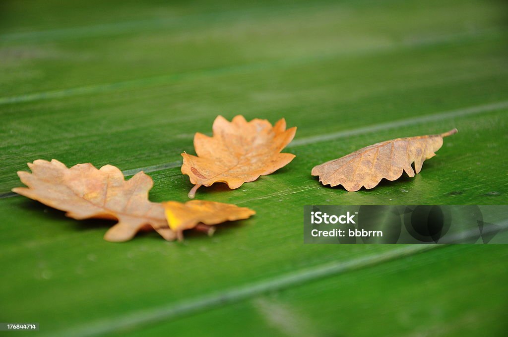 осенние листья - Стоковые фото Абстрактный роялти-фри