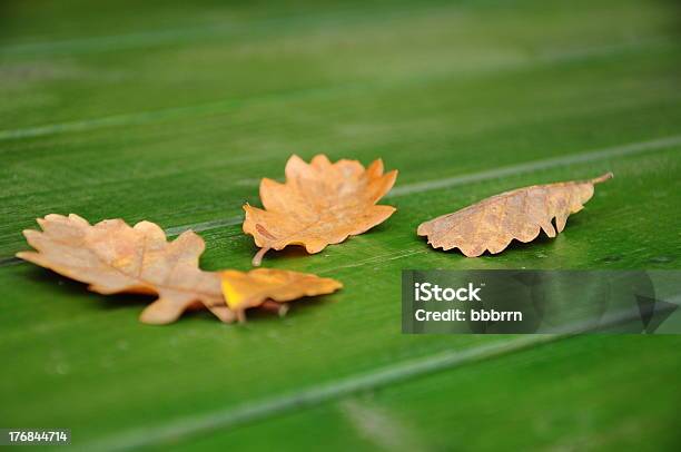 Осенние Листья — стоковые фотографии и другие картинки Абстрактный - Абстрактный, Без людей, Время года