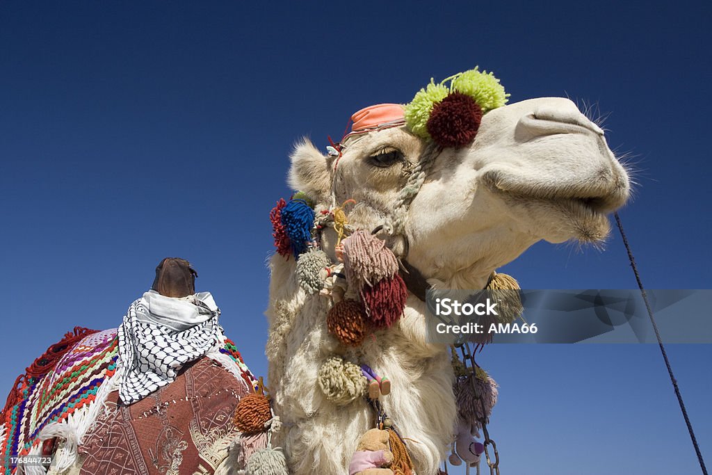 Decorated Camel in Egypt "A close up of a decorated camel in Sinai, Egypt." Africa Stock Photo