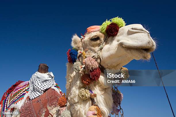 Decorated Camel In Egypt Stock Photo - Download Image Now - Africa, African Culture, Animal