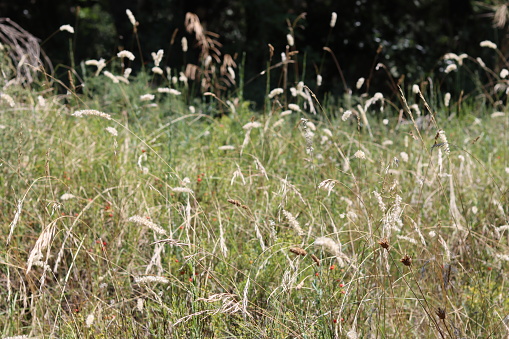 Dry grasses in a late summer wild flower meadow