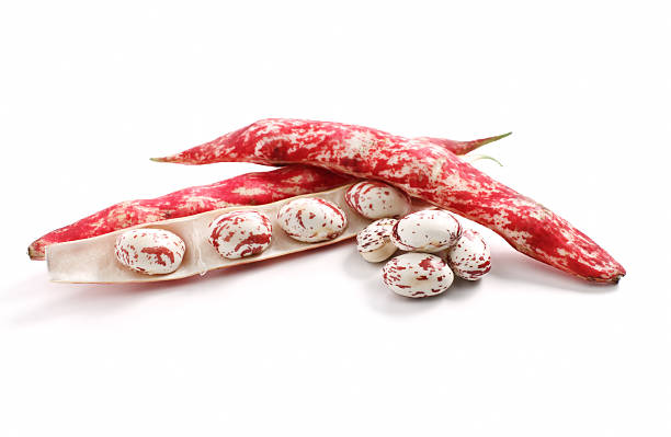 Borlotti beans stock photo