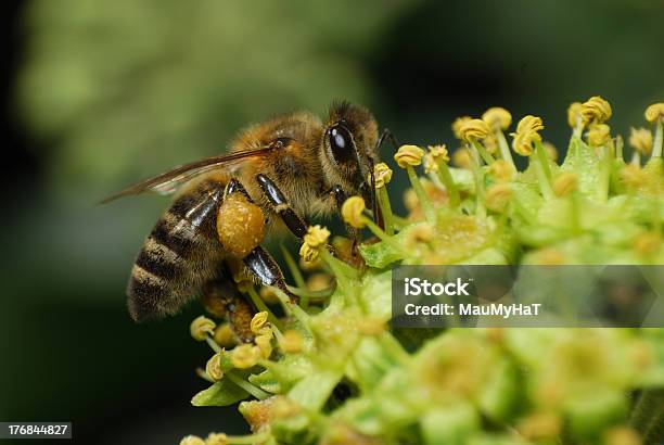 Abelha - Fotografias de stock e mais imagens de Abelha - Abelha, Hera - Trepadeira, Anatomia