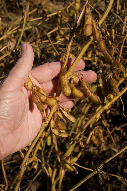 Mature soybean pods ready for the fall harvest stock photo