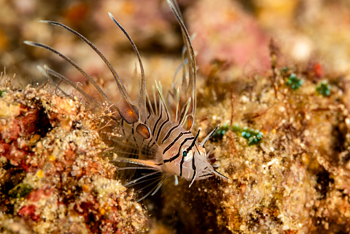 The Common Lionfish Pterois volitans occurs in the tropical Pacific Ocean from Cocos-Keeling Islands and Western Australia in the eastern Indian Ocean to the Marquesas and Oeno (Pitcairn group), north to southern Japan and southern Korea, south to Lord Howe Island, northern New Zealand and the Austral Islands. The species inhabits lagoon and seaward reefs from turbid inshore areas in a depth range from 2-50 m. Often solitary, they hide in unexposed places at daytime often with head down and practically immobile, using the pattern for camouflage as a hunting skill. Juveniles are pelagic and expatriate over great distances. This is a main reason for the broad geographical range of this species. 
The species has recently invaded Western Atlantic and Caribbean coral reefs, and may become one of the most ecologically harmful marine fish introductions to date. The dorsal fins are venomous, but it is a popular table fish. Max. length 46cm. This specimen is from Triton Bay, West Papua Province, Indonesia 
3°57'4.9417 S 134°8'1.0322 E at 9m depth