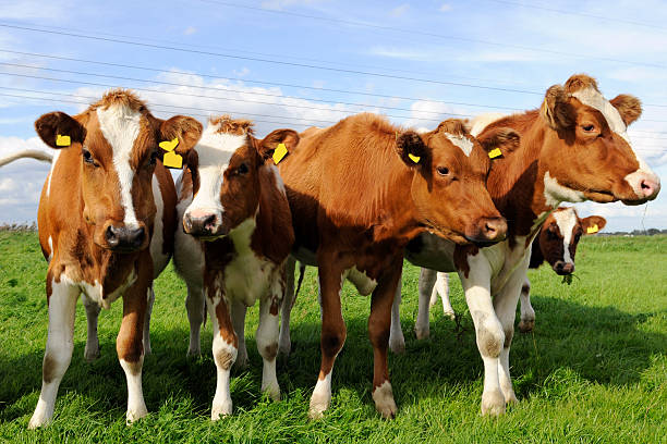 istock herd of young cow 176845050
