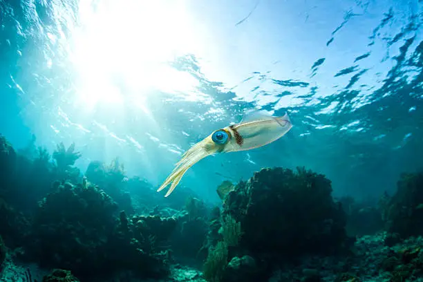 Photo of Caribbean Reef Squid