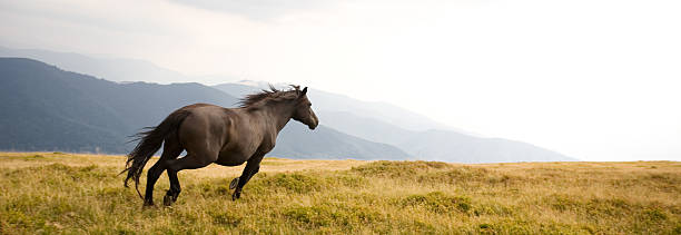 Black stallion Black stallion mustang wild horse photos stock pictures, royalty-free photos & images