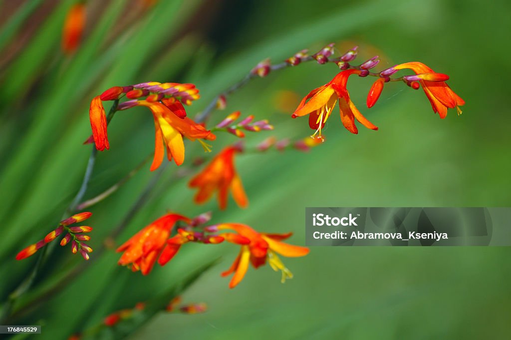 Rosso crocosmia - Foto stock royalty-free di Autunno