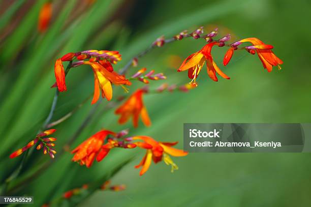 Czerwony Crocosmia - zdjęcia stockowe i więcej obrazów Bez ludzi - Bez ludzi, Bliskie zbliżenie, Czerwony