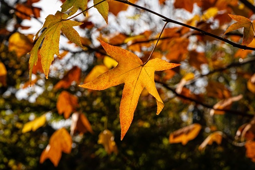 Liquidambar styraciflua, commonly called American sweetgum (Amber tree). Red autumn leaves on Liquidambar styraciflua branch on blurred background. selective focus. Close-up. Nature concept for design