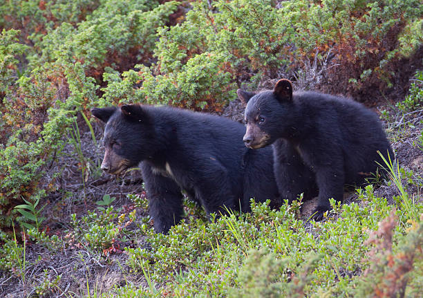 Cub Curiosity "A pair of Black Bear cubs gaze down from a hillside refuge.For more natural wonders, click the Lightbox links below:" black bear cub stock pictures, royalty-free photos & images