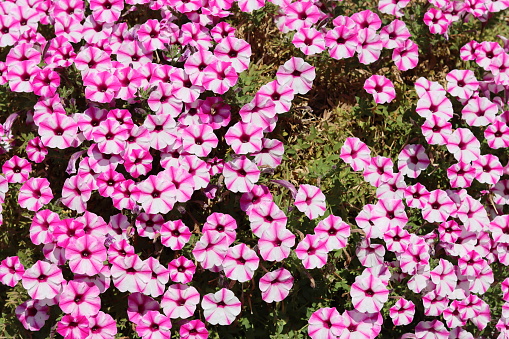 Masses of bright pink and white petunias