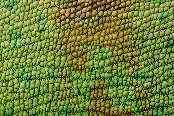 A close up of lizard skin or fabric stock photo