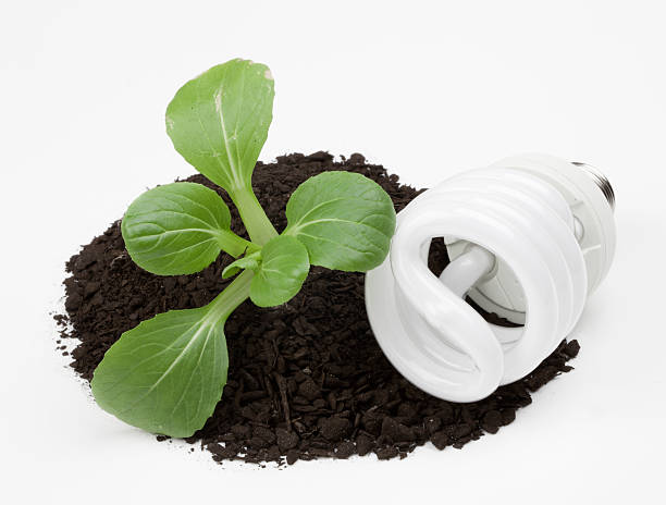 Energy Saving lightbulb next to seeding in soil stock photo