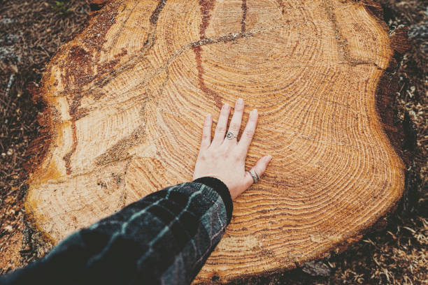 istock Cut pine log in natural outdoors scene 1768460150
