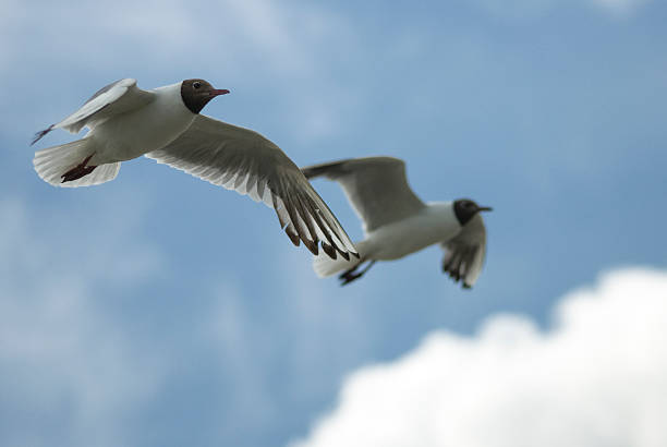 Flying together stock photo