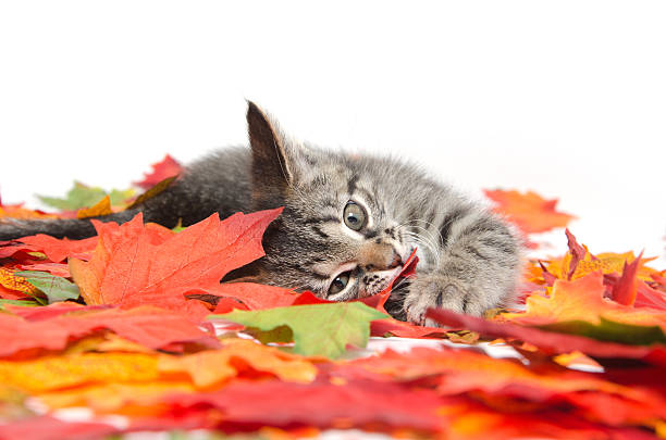 istock Cute tabby kitten in colorful leaves 176846163