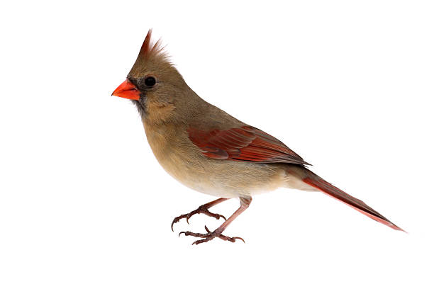 Isolated Cardinal On White Female Northern Cardinal (Cardinalis) - Isolated on a white background female cardinal bird stock pictures, royalty-free photos & images