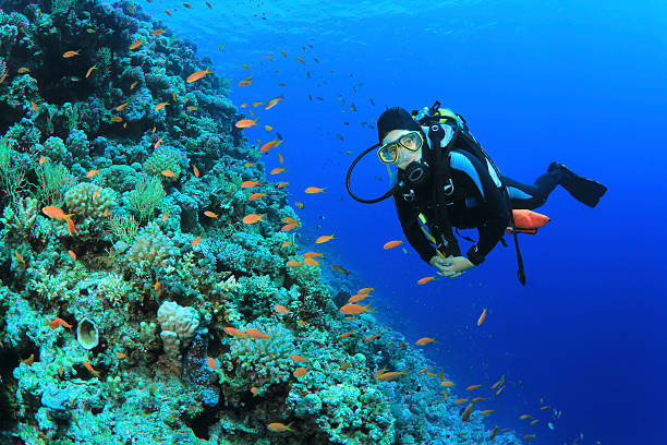 Scuba Diver and Coral Reef Young Woman Scuba Dives on a Coral Reef scuba diving stock pictures, royalty-free photos & images