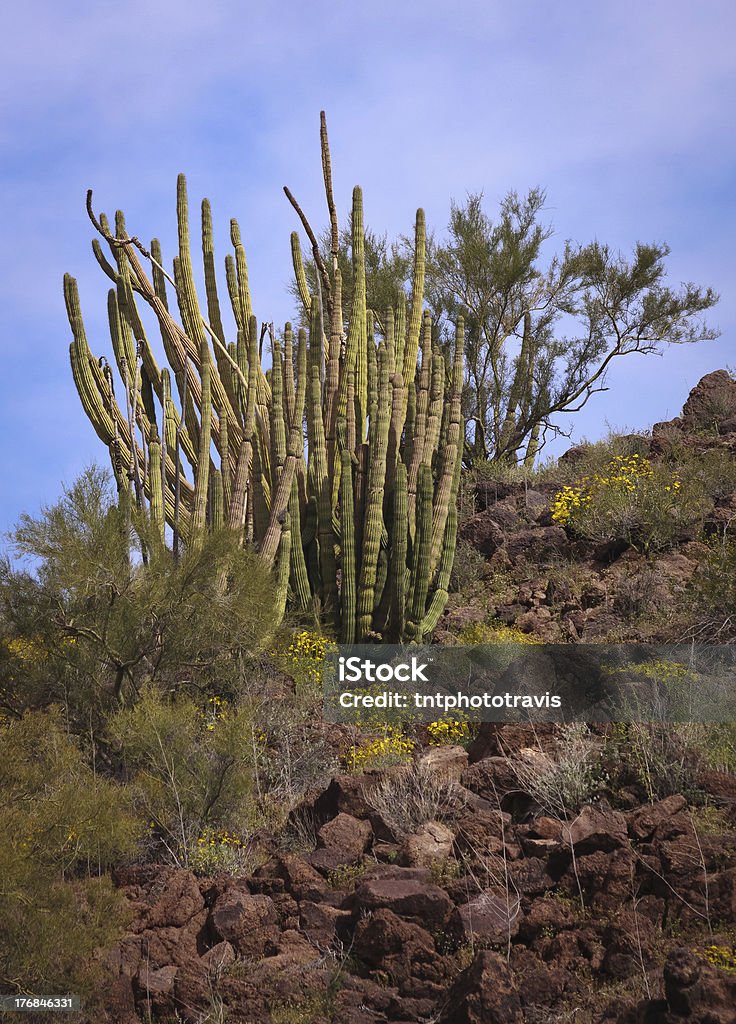 Cactus órgano tubular en roca volcánica - Foto de stock de Aire libre libre de derechos