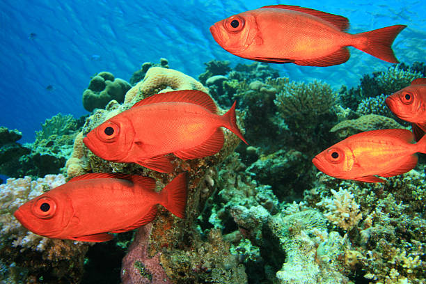 Crescent-tailed Bigeyes School of Crescent-tailed Bigeyes on a coral reef crescent tailed bigeye stock pictures, royalty-free photos & images